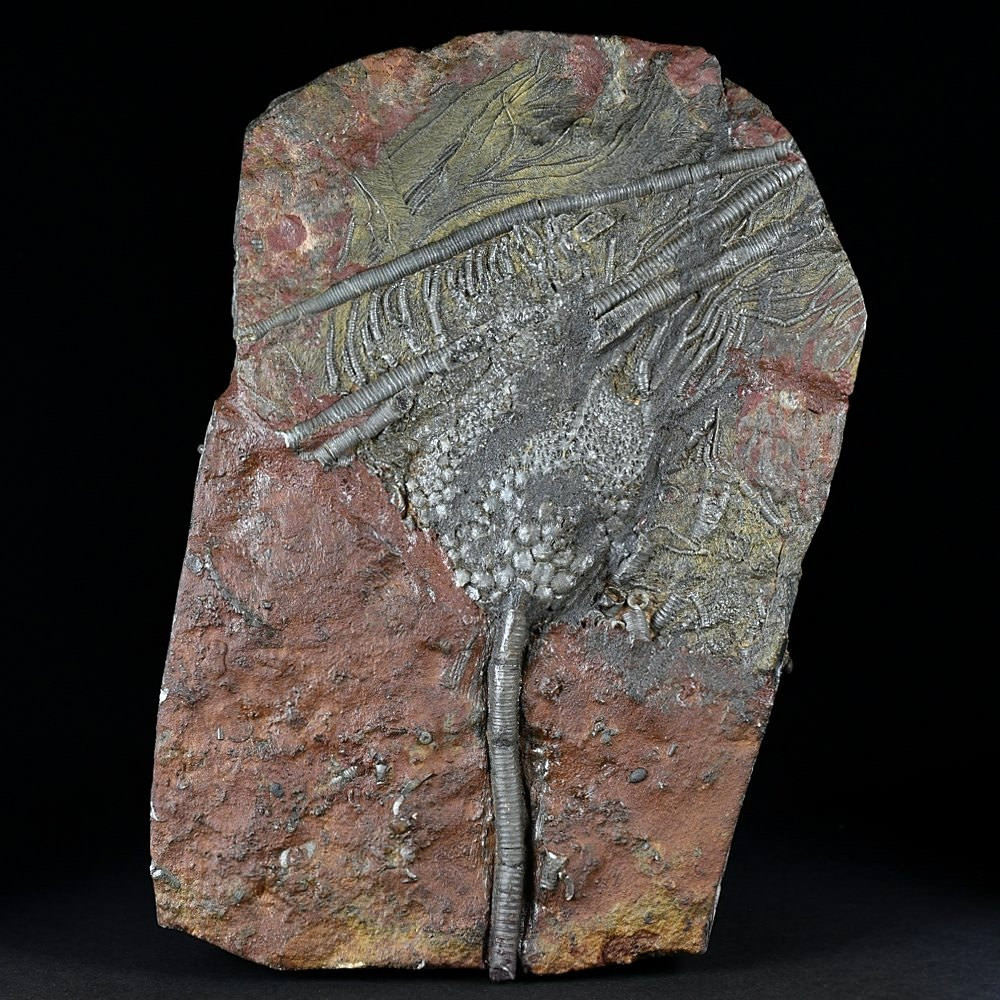 Fossilien versteinerte Bojen Seelilien Scyphocrinites online bestellen