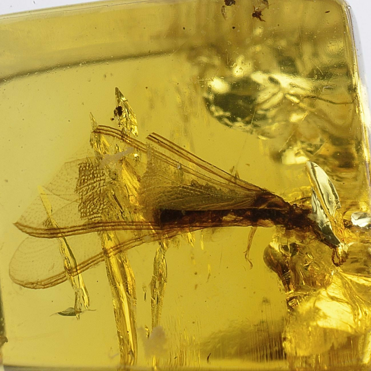 Bernstein mit geflügelter Termite aus Chiapas, Mexiko