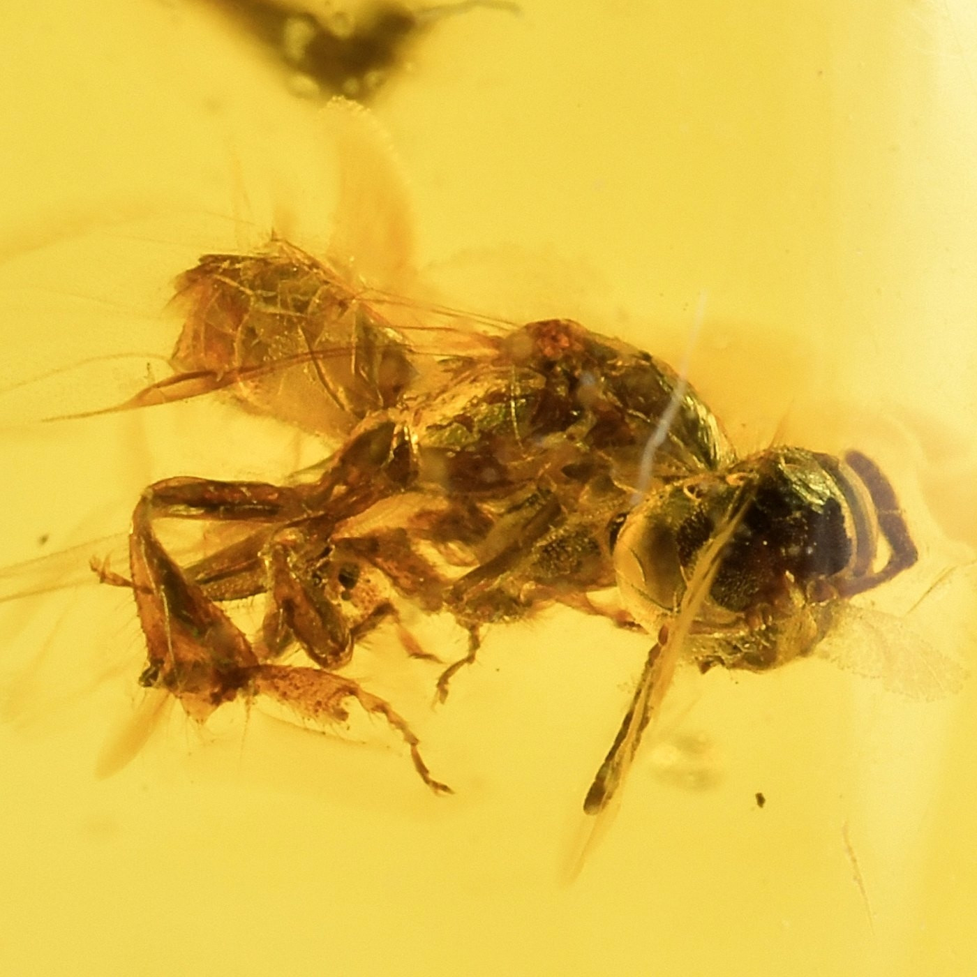Bernstein Inkluse stachellose Biene aus der DomRep