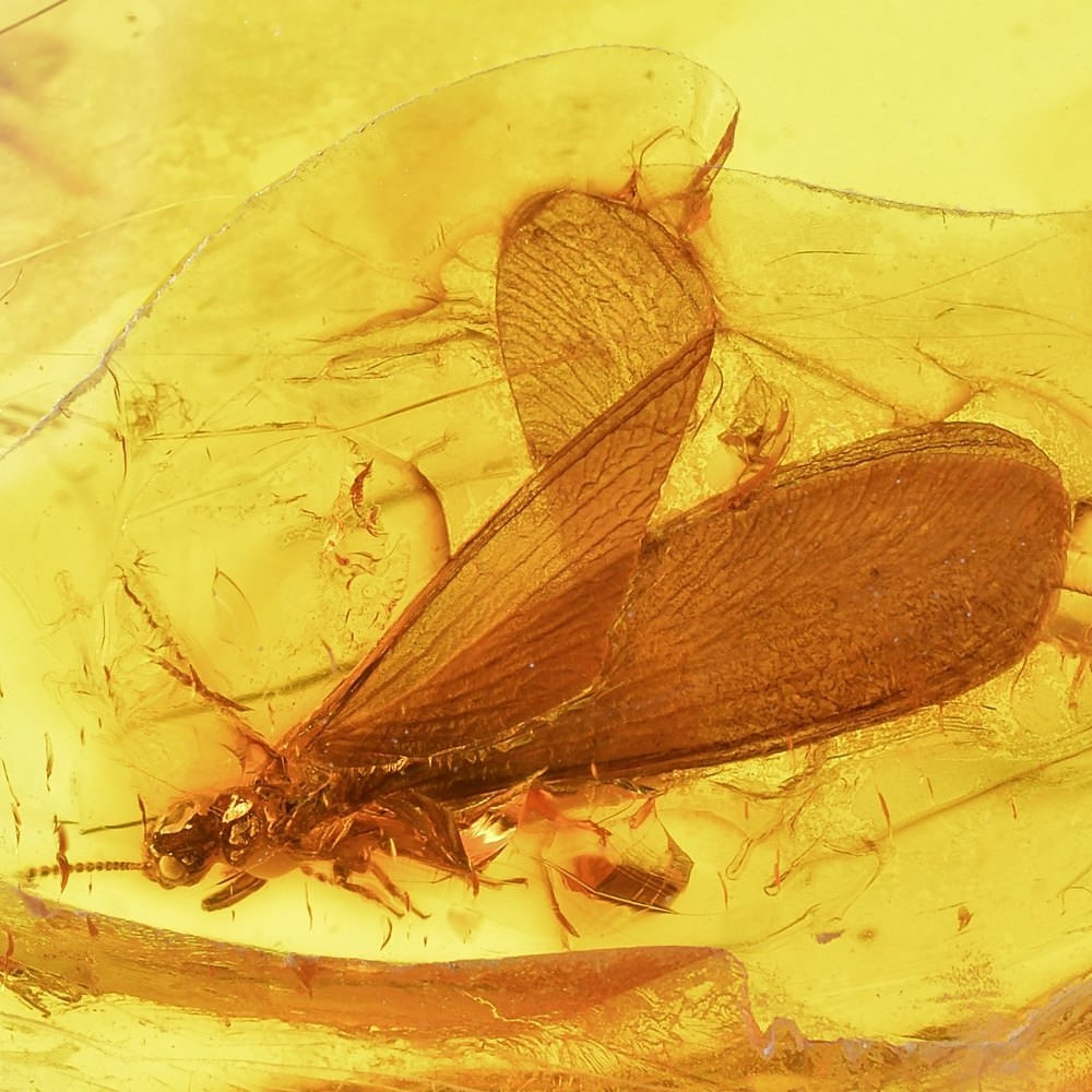 Bernstein Inkluse mit geflügelter Termite aus dem Baltikum