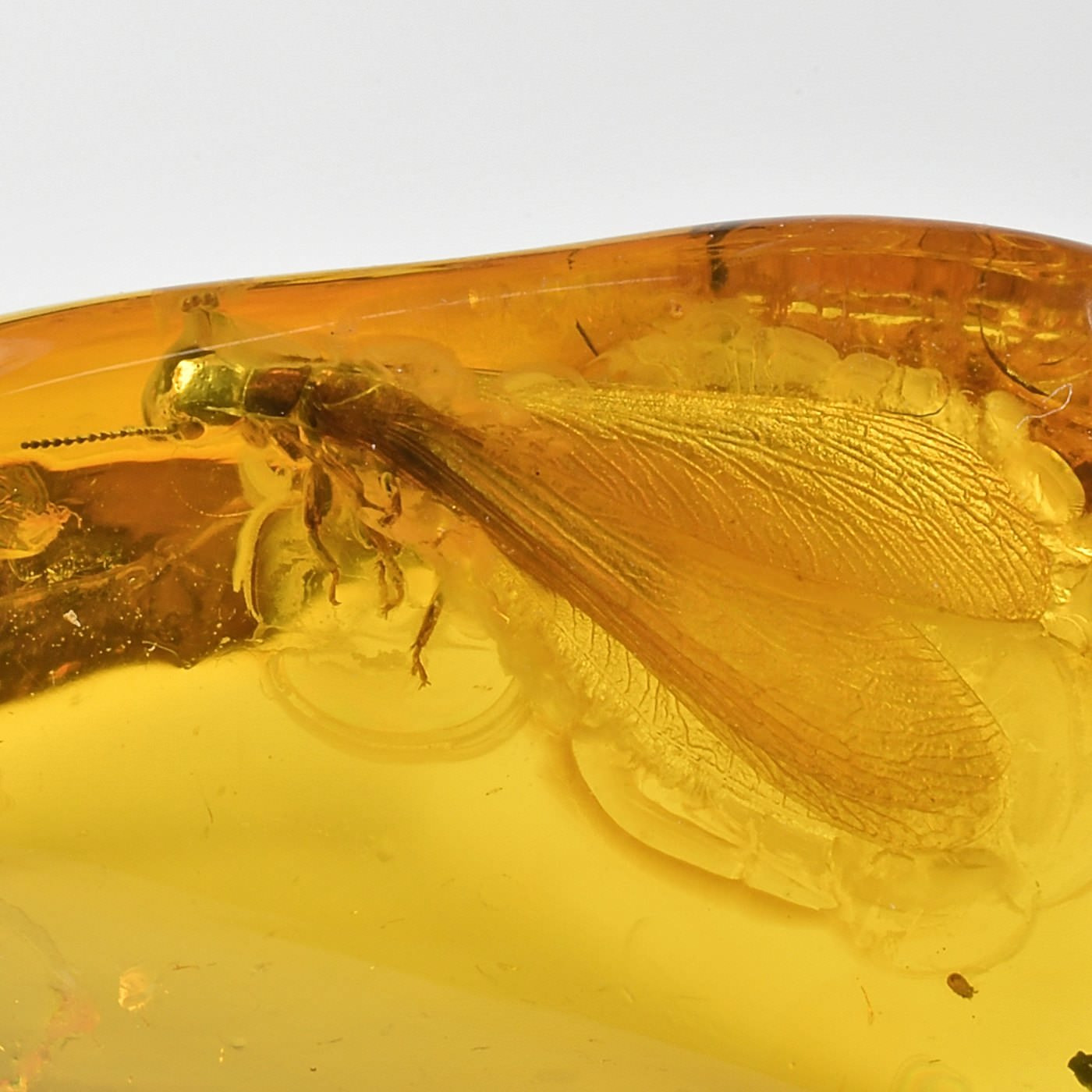 Bernstein Inkluse mit schöner geflügelter Termite Isoptera