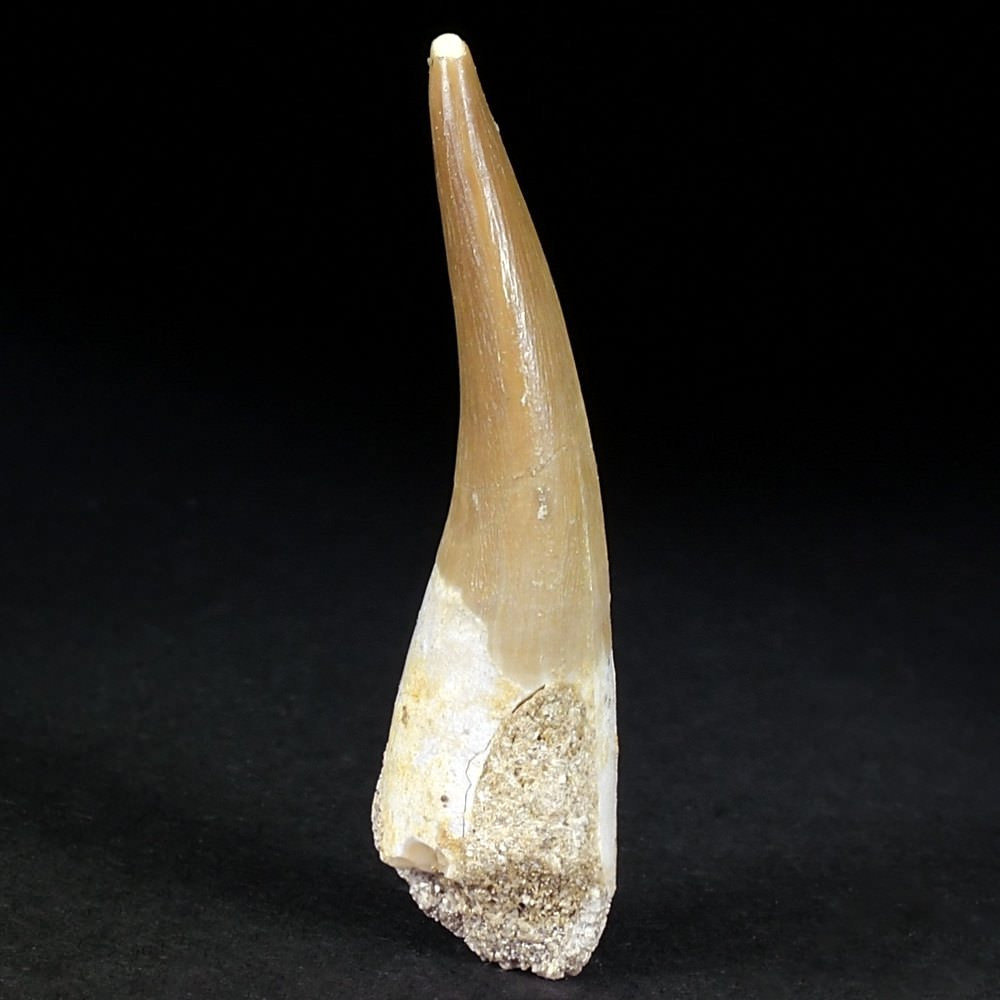 Gut erhaltener versteinerter Plesiosaurus Zahn aus Marokko