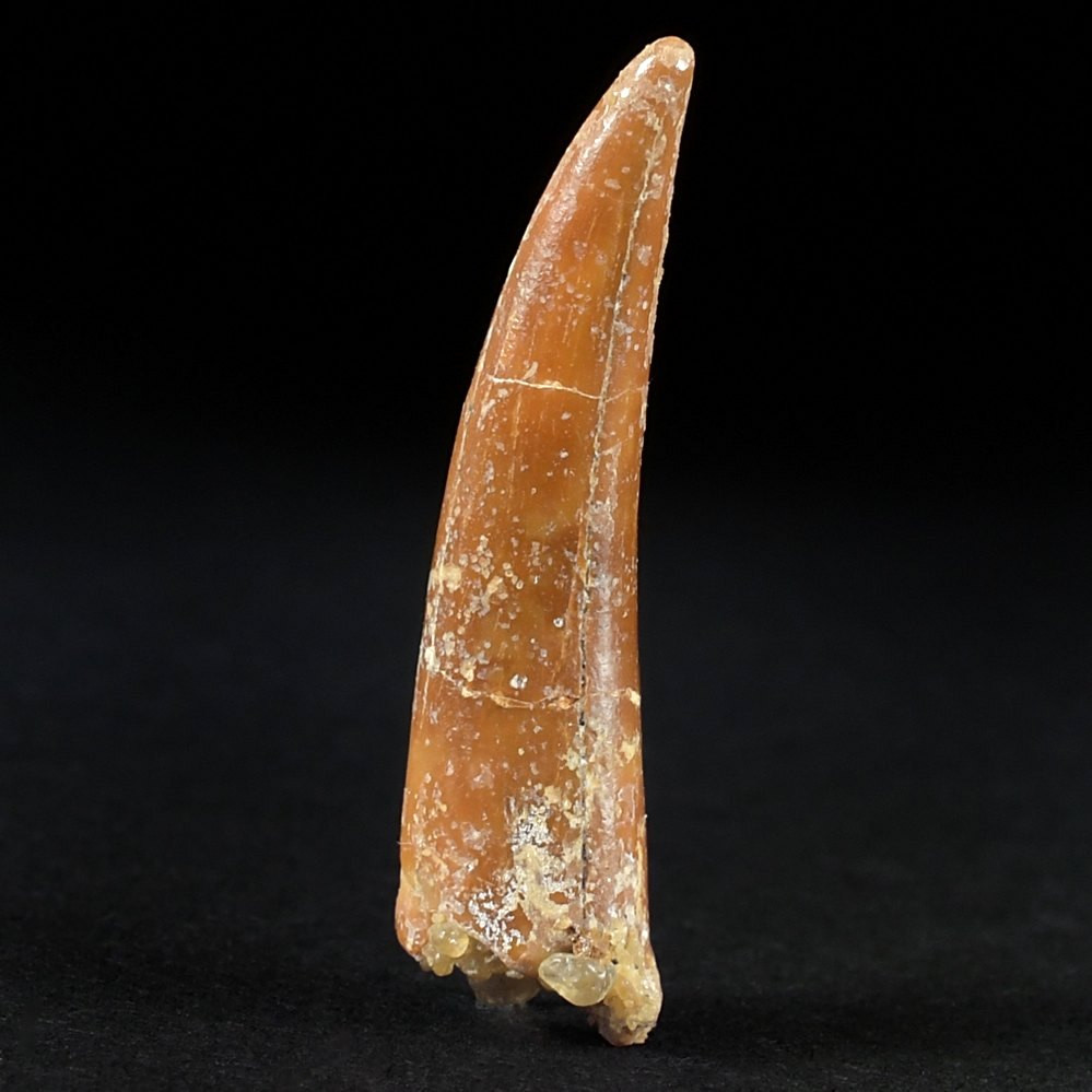 Versteinerter Flugsaurier Zahn Coloborhynchus aus der Kreidezeit