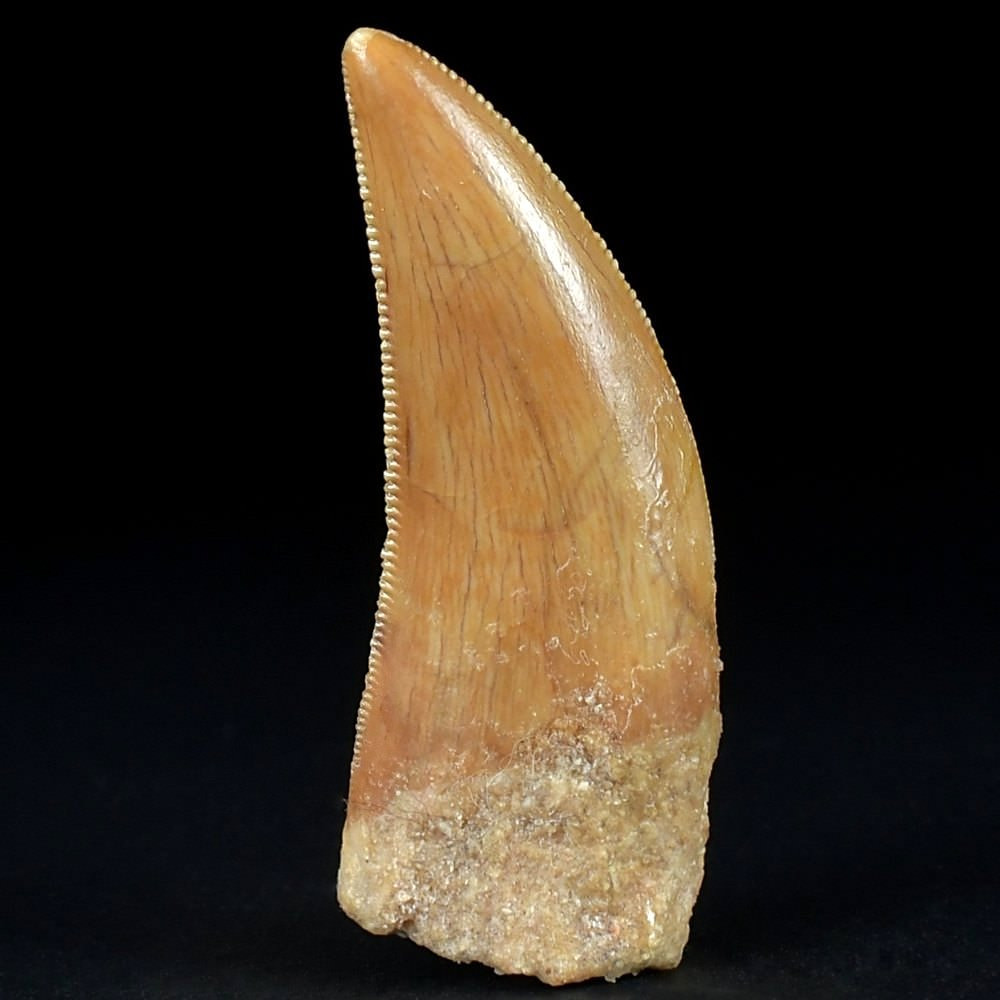 Perfekt erhaltener versteinerter Raubsaurier Zahn Carcharodontosaurus