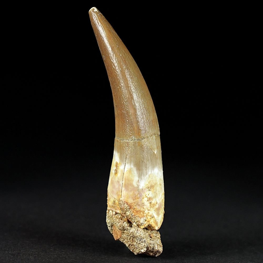 Fossilien versteinerter Plesiosaurus Zahn aus der Kreidezeit