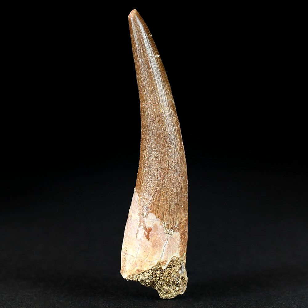 Schöner versteinerter Plesiosaurus Zahn aus dem Ouled Abdoun Becken