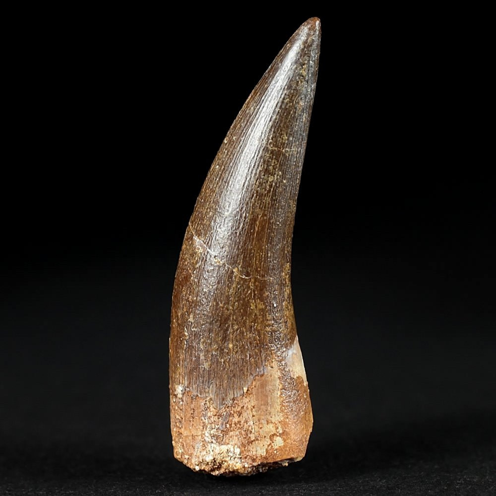 Versteinerter Zahn von Plesiosaurier Zarafasaura oceanis