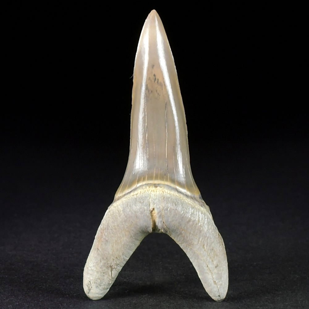 Versteinerter Haifisch Zahn Striatolamia aus Kasachstan