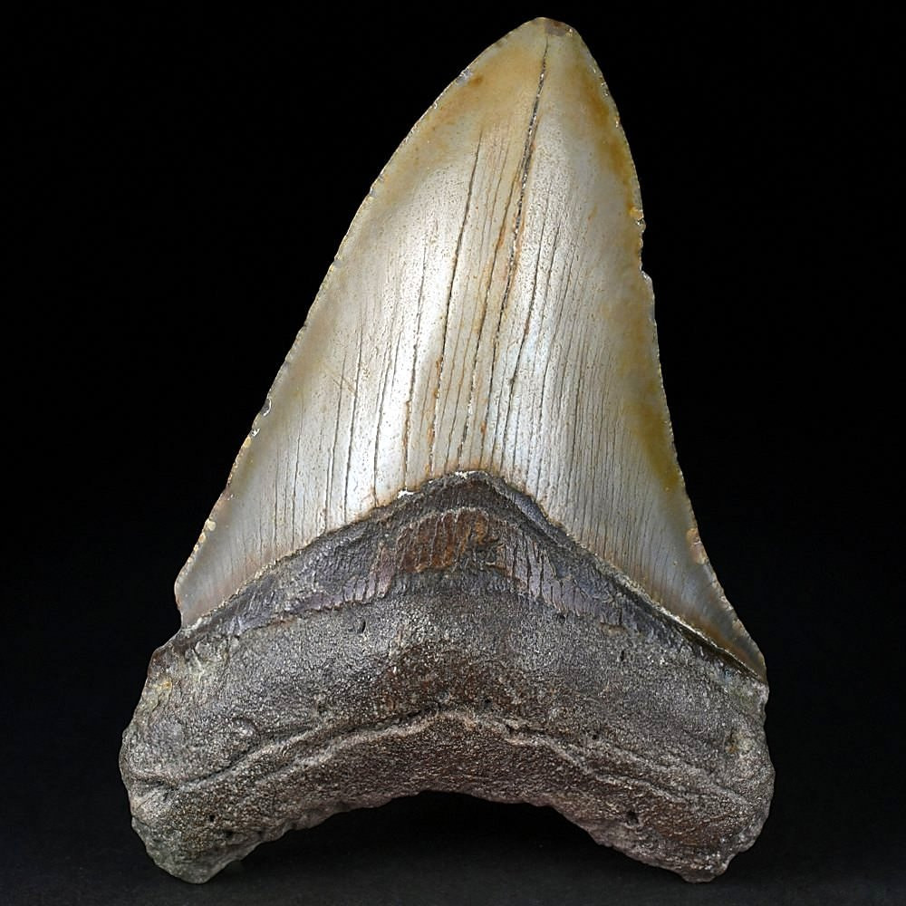 Versteinerter Megalodon Haifisch Zahn online bestellen