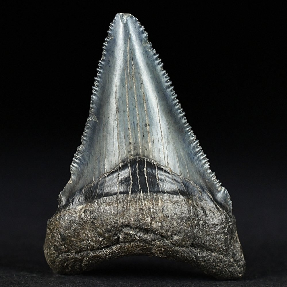 Versteinerter Megalodon Haifisch Zahn aus South Carolina