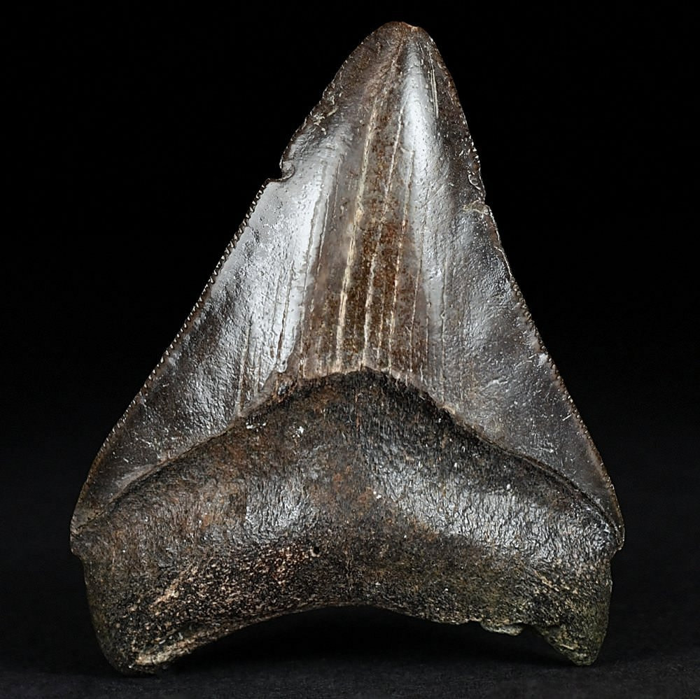Megalodon Haifisch Zahn aus dem Miozän