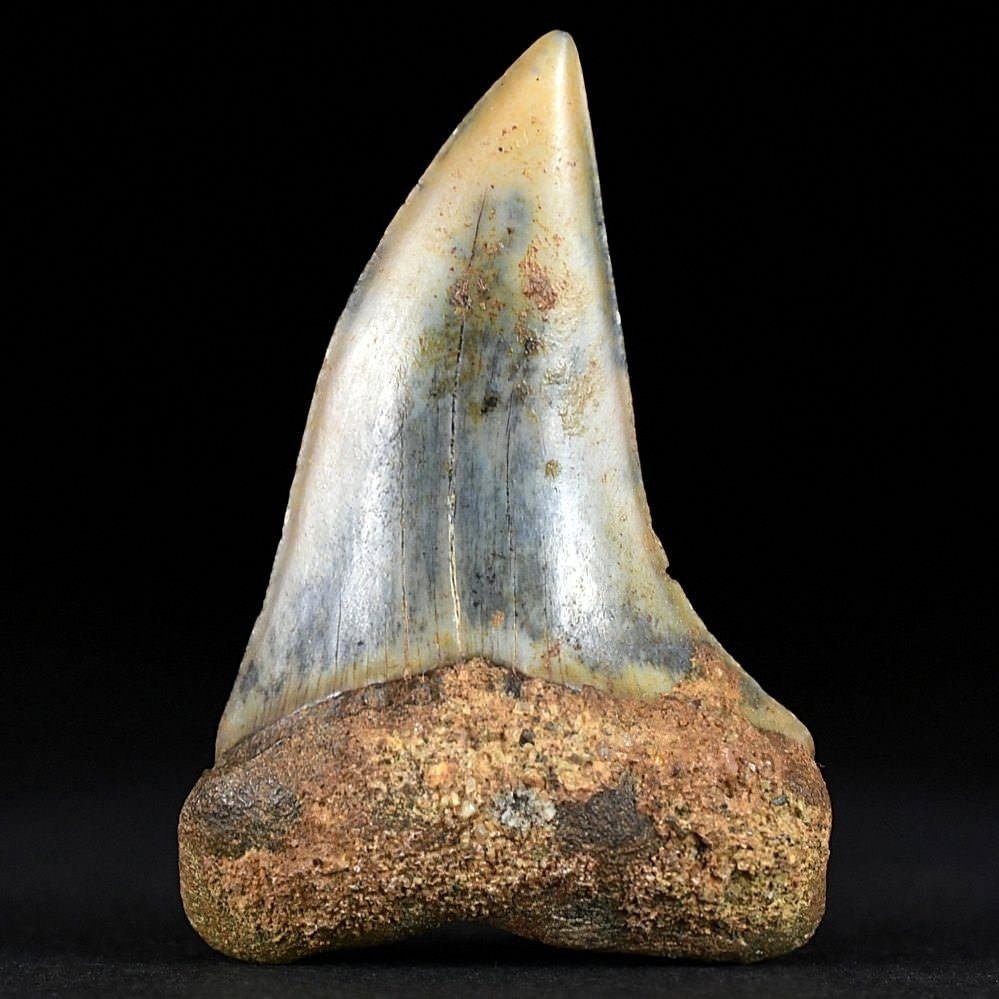 Versteinerter Haifisch Zahn aus Chile Cosmopolitodus hastalis