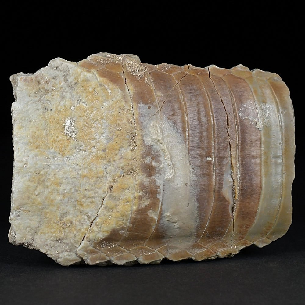 Eindrucksvolle versteinerte Rochenkauplatte Myliobatis aus dem Eozän