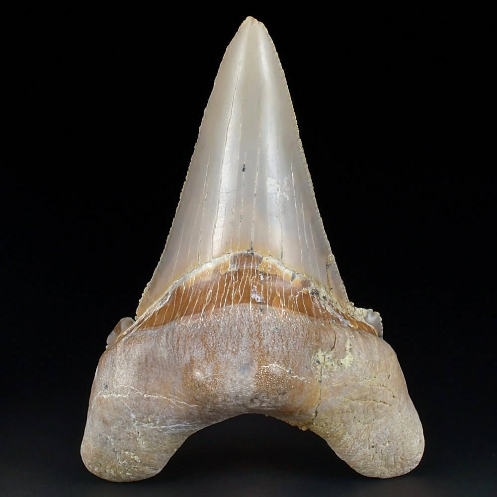 Seltener versteinerter Haizahn Otodus sokolovi aus dem Eozän