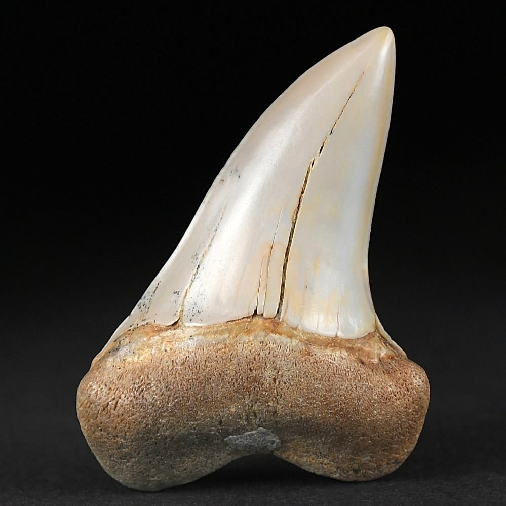 Versteinerter Haifisch Zahn Cosmopolitodus Isurus planus aus Bakersfield 