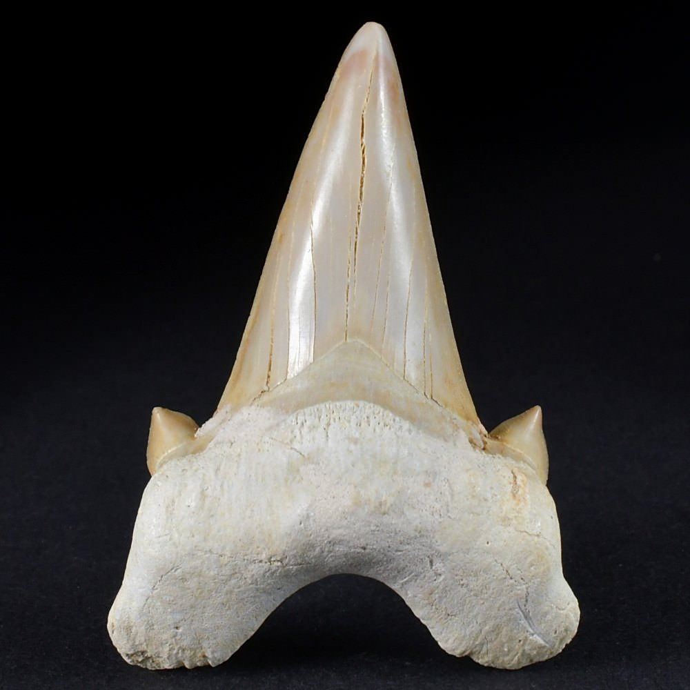 Schöner versteinerter Haifisch Zahn aus Marokko Otodus obliquus