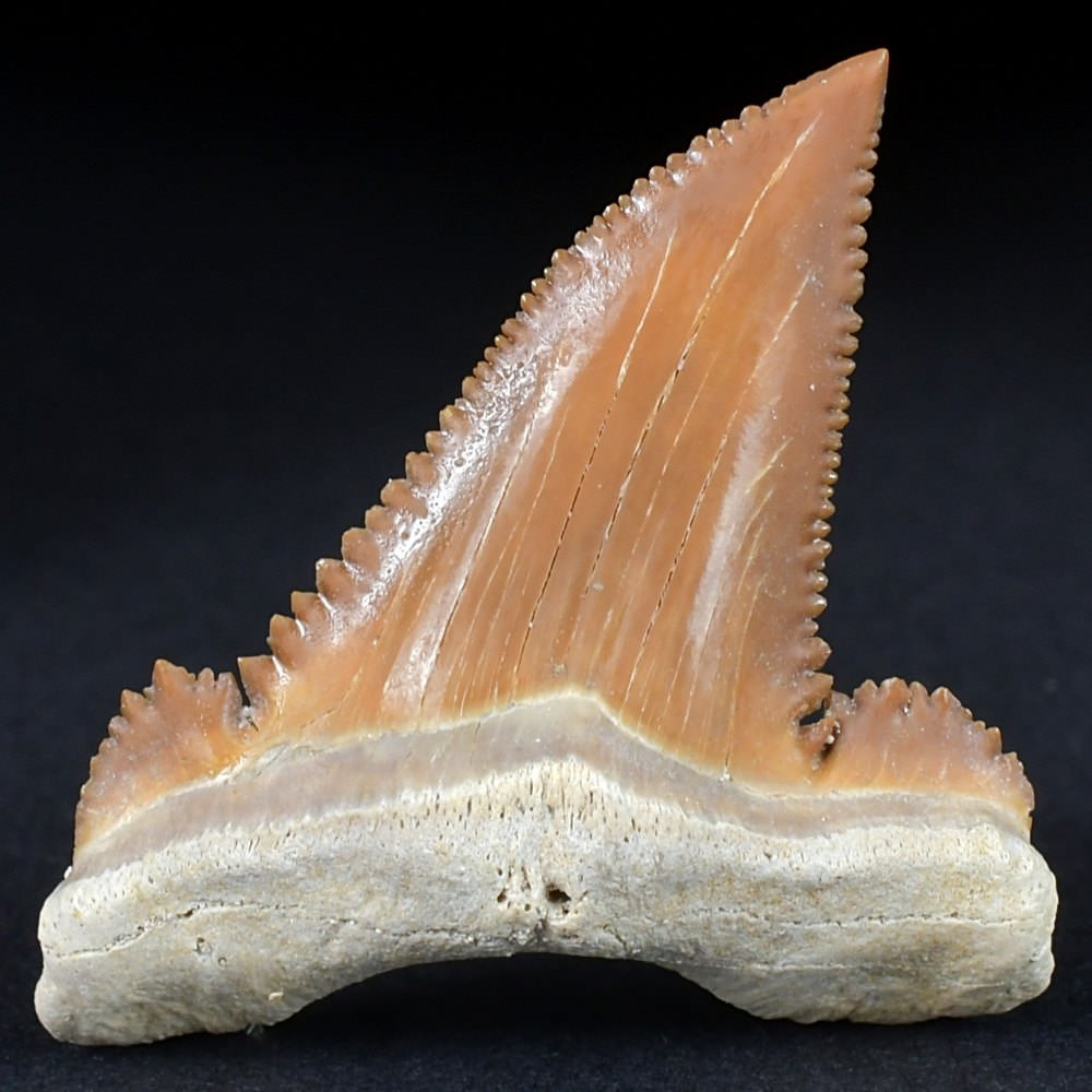 Makelloser versteinerter Haizahn von Palaeocarcharodon orientalis