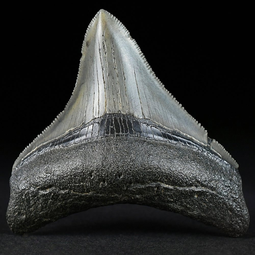 Schöner versteinerter Haifisch Zahn Otodus megalodon