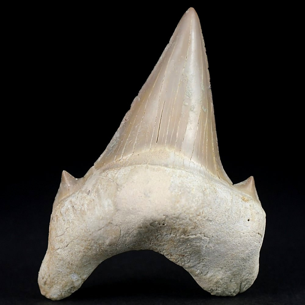 Schöner versteinerter Haizahn vom Schreckenshai Otodus obliquus