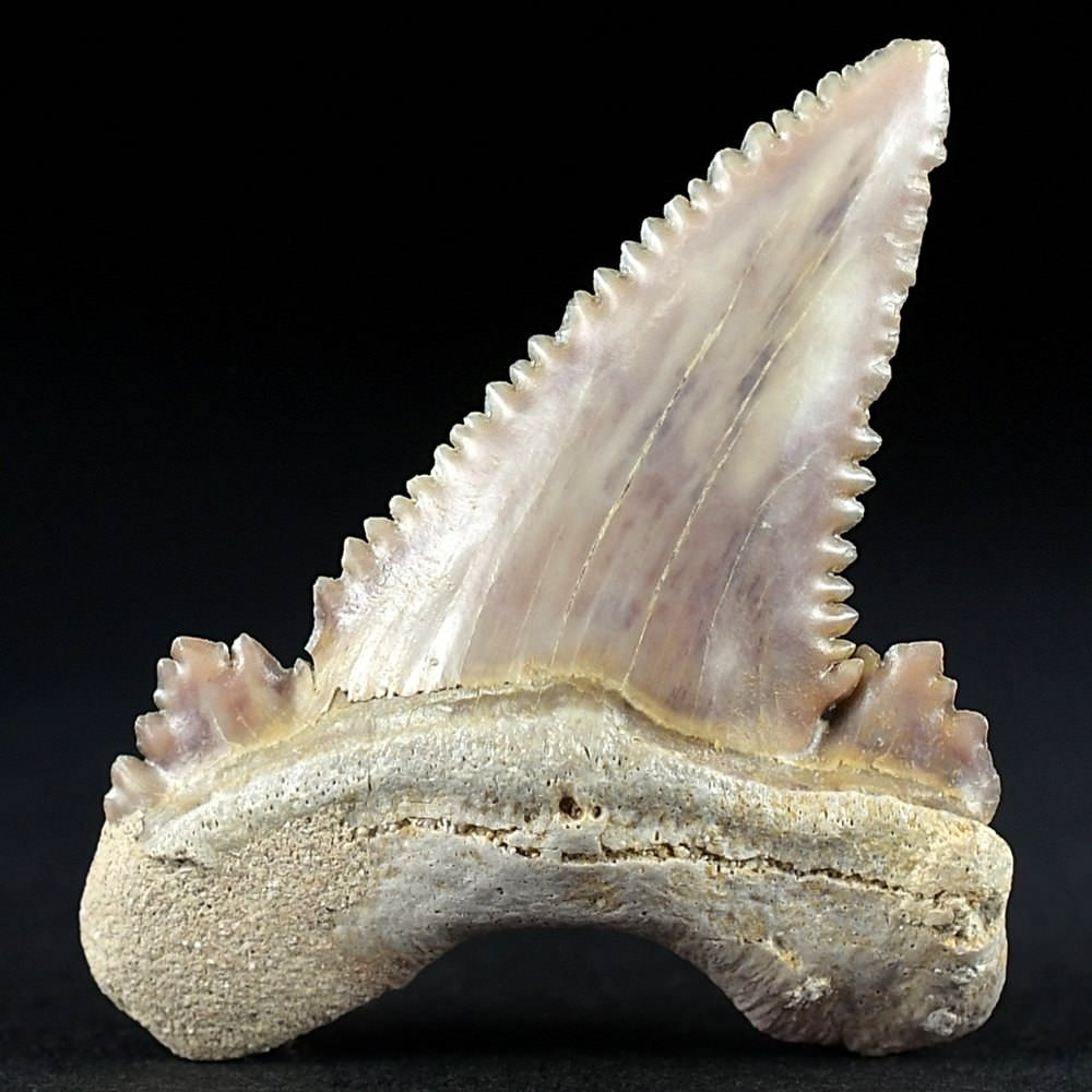 Palaeocarcharodon orientalis versteinerter Haizahn 