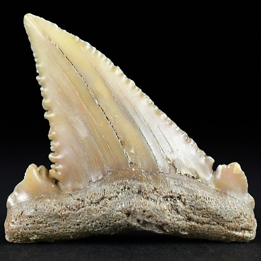 Palaeocarcharodon orientalis versteinerter Haifisch Zahn