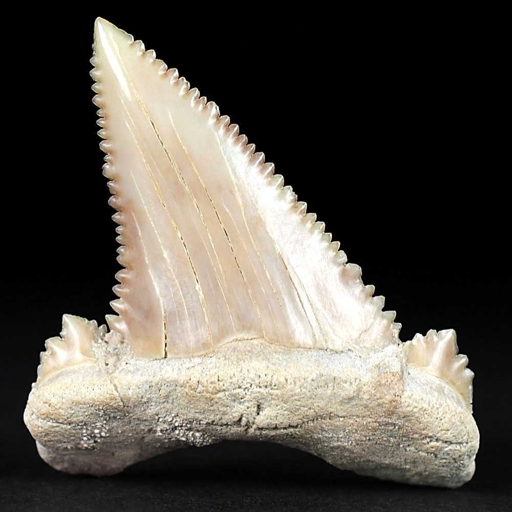 Versteinerter Haifisch Zahn Palaeocarcharodon orientalis aus Marokko
