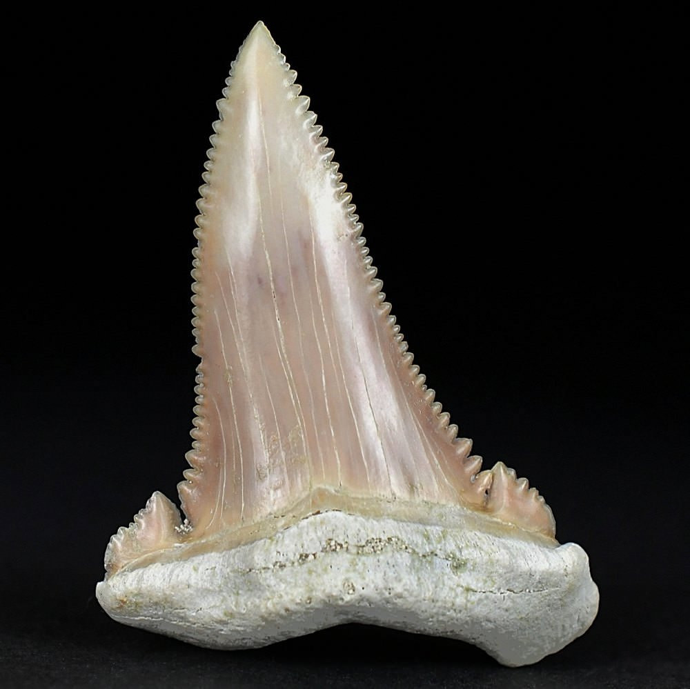 Sehr schöner versteinerter Haizahn Palaeocarcharodon