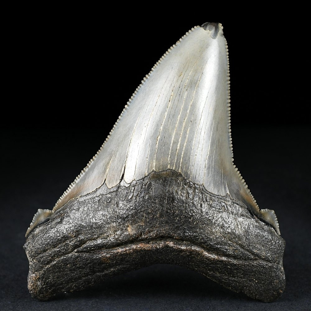 Carcharocles angustidens-versteinerter Haizahn aus dem Oligozän