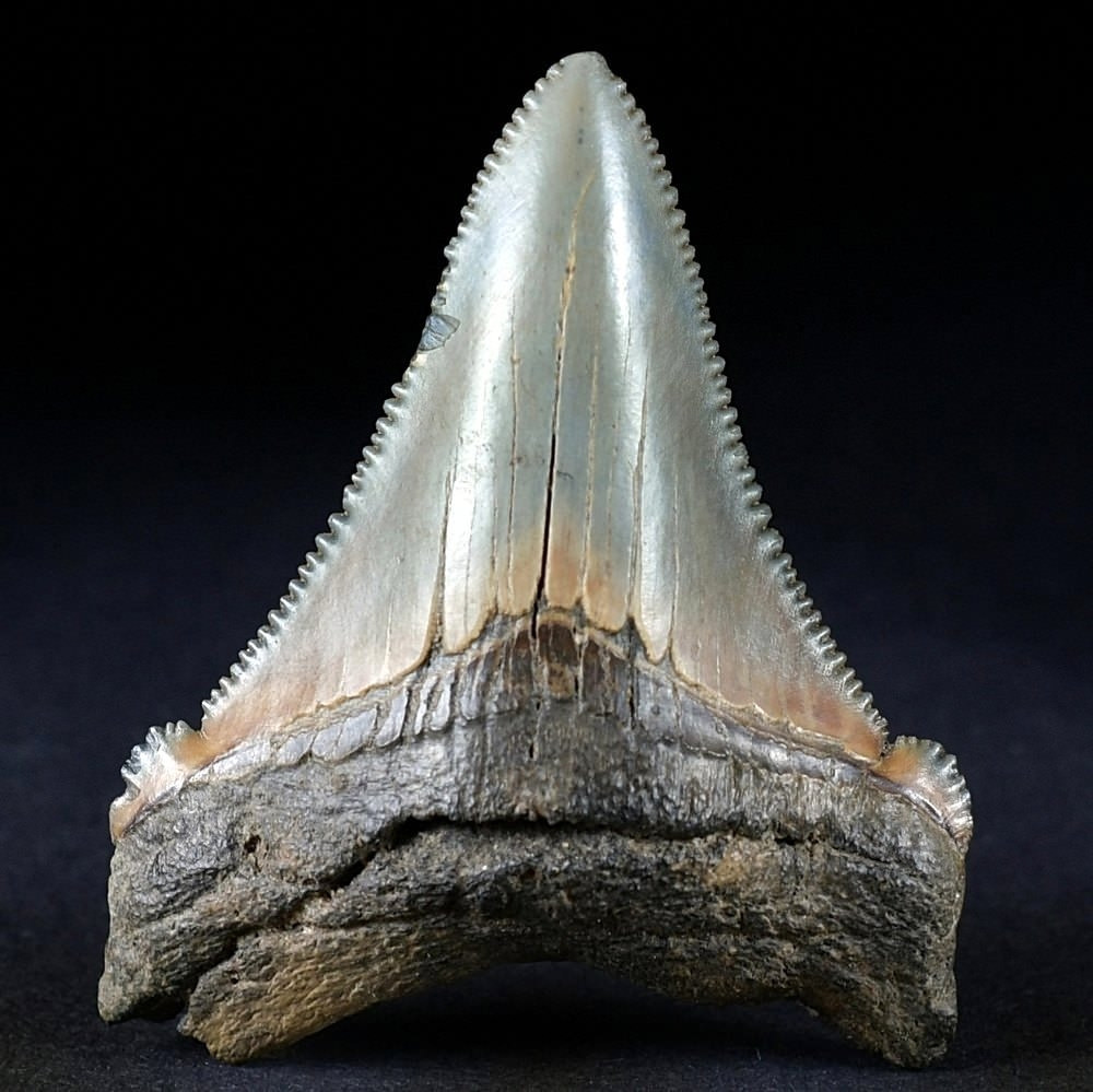 Fossilien Versteinerter Haifisch Zahn Otodus angustidens