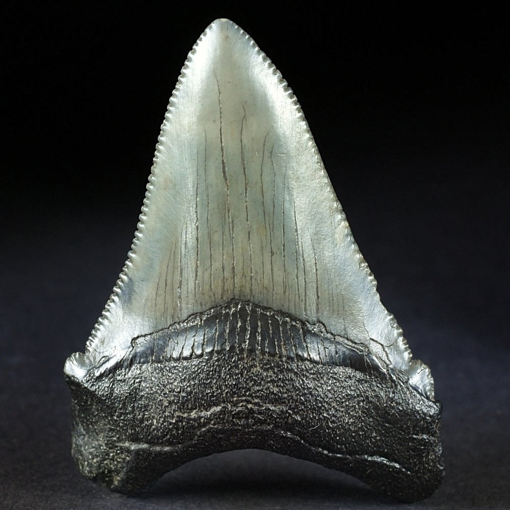 Herrlicher versteinerter Haifisch Zahn Otodus (Carcharocles) angustidens