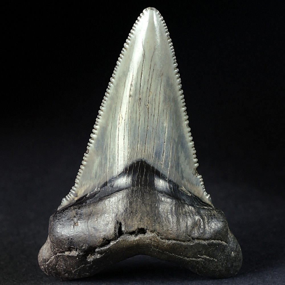 Versteinerter Haifisch Zahn von Carcharocles (Otodus) angustidens