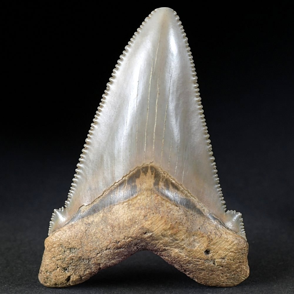 Fossilien versteinerter Haifisch Zahn Otodus angustidens