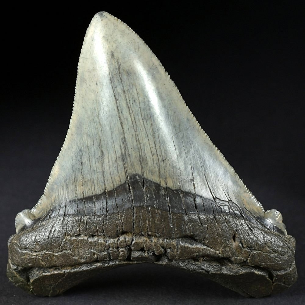 Fossilien Haifisch Zahn Otodus angustidens