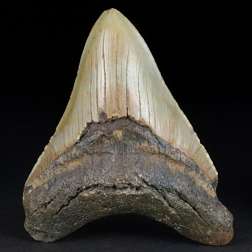 Gut erhaltener Megalodon Haifisch Zahn aus South Carolina