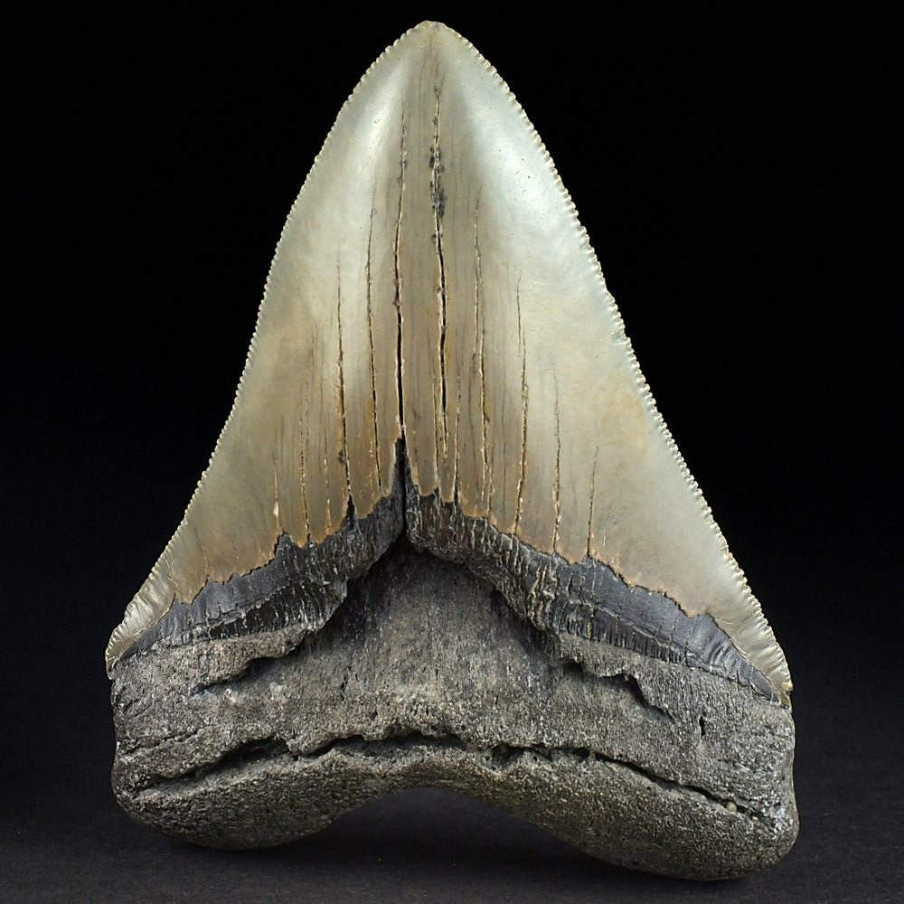 Megalodon Haifisch Zahn mit Serrations zum Kaufen
