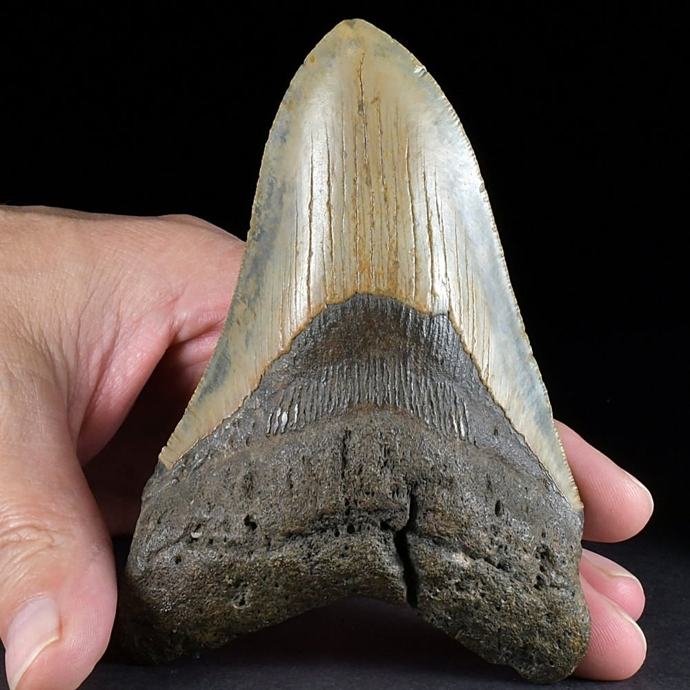 Unterstützung für fossilen Zahn   *** Mégalodon oder anderes *** 
