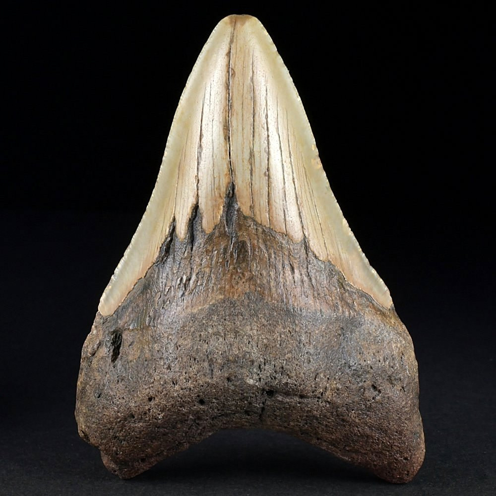 Versteinerter Haifisch Zahn Otodus megalodon