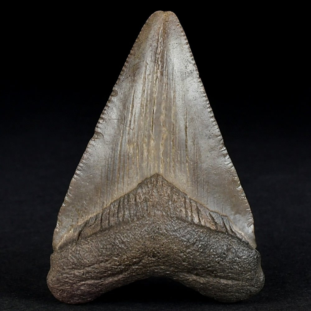 Fossilien Megalodon Haizahn 