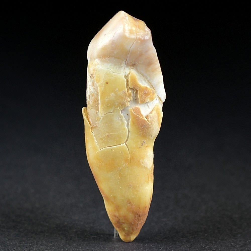 Höhlenbären Zahn von Ursus spelaeus aus der Eiszeit