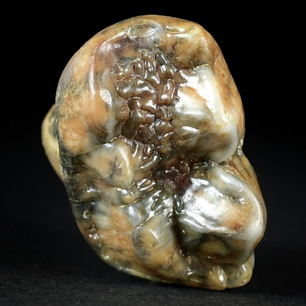 Schöner Höhlenbären Zahn von Ursus spelaeus