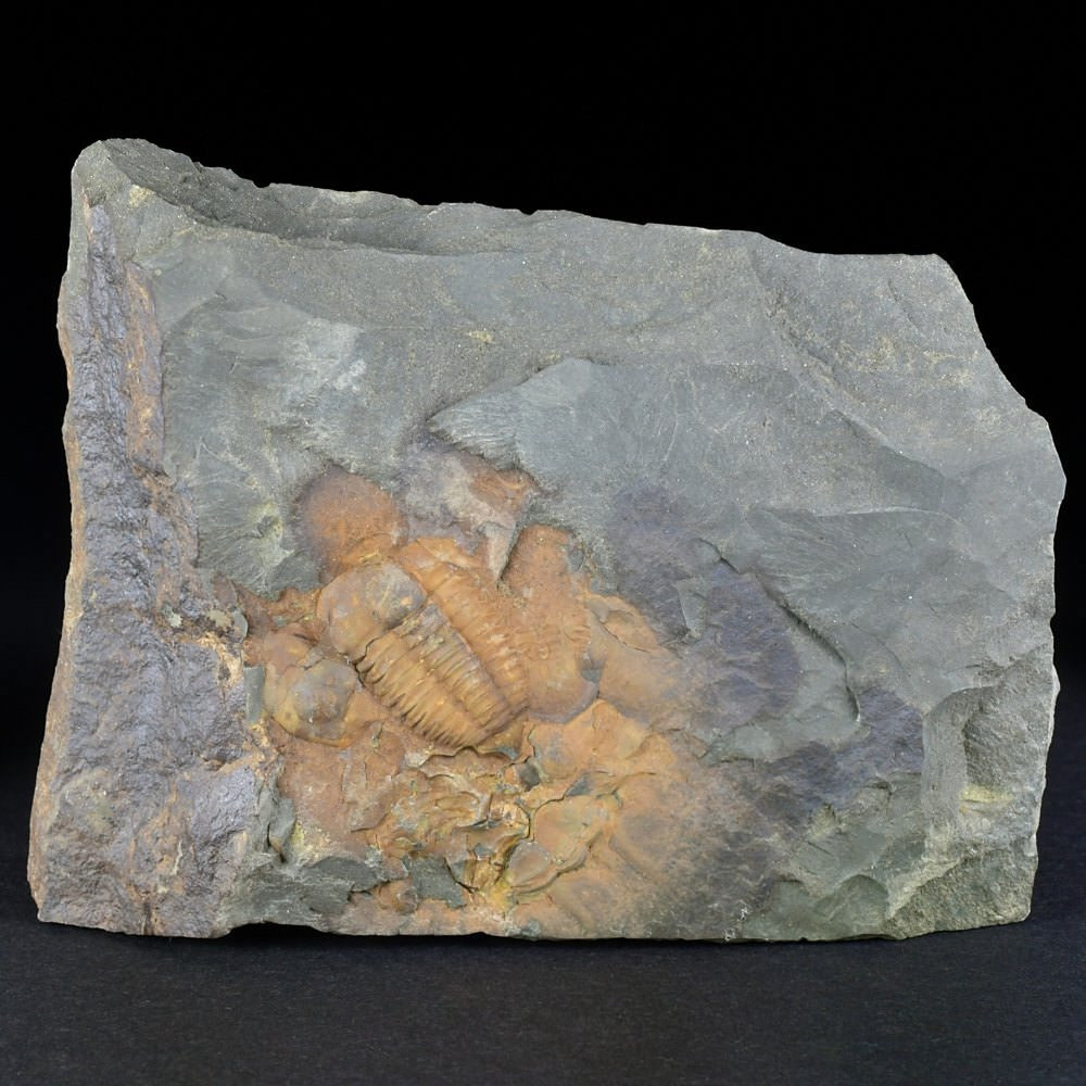 Versteinerter Trilobit Ellipsocephalus hoffi Kambrium, Tschechien