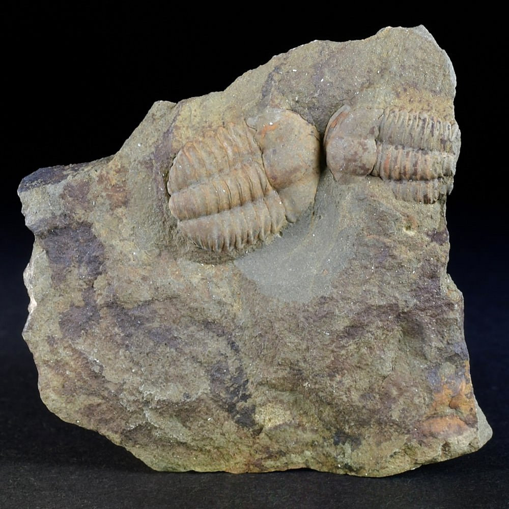 Ellipsocephalus hoffi versteinerter Trilobit aus dem Kambrium