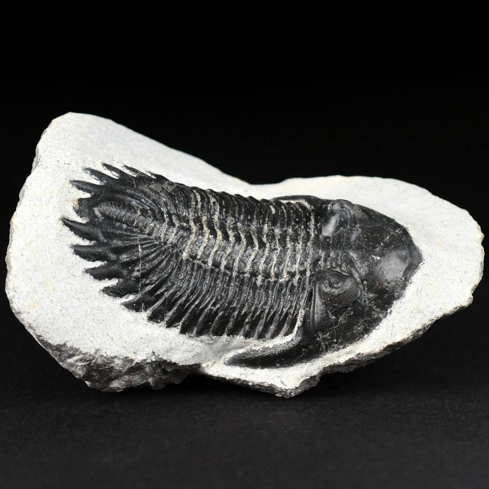 Devon Trilobit Hollardops mesocristata Fossilien online kauen 
