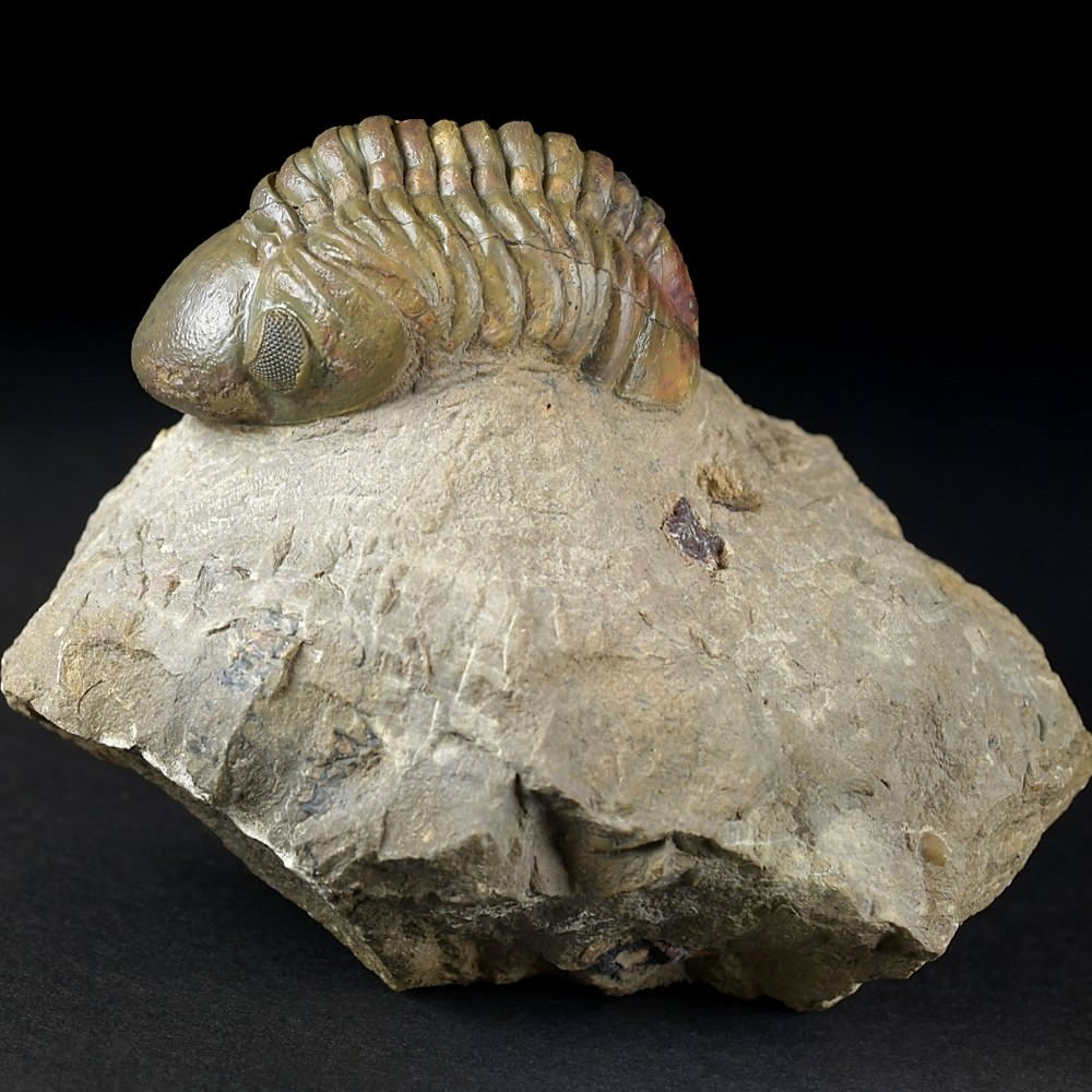 Gut erhaltener versteinerter Trilobit Reedops cephalotes
