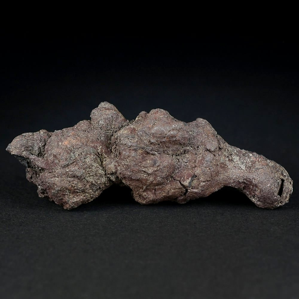 Versteinerte Reptilien Exkremente Koprolith aus dem Eozän