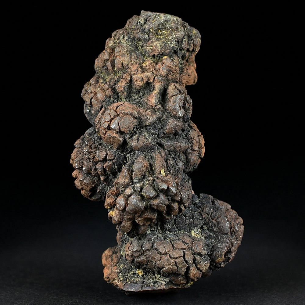 Gut erhaltener versteinerter Reptilien Koprolith zum Kaufen