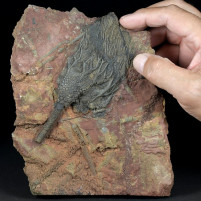 Fossilien versteinerte Seelilien Scyphocrinites 