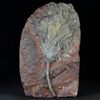 Attraktive versteinerte Seelilien Platte mit Scyphocrinites aus dem Silur