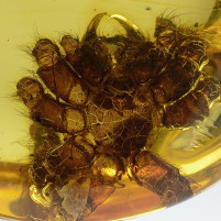 Bernstein Inkluse mit großer Vogelspinnen Exuvie von Dipluridae