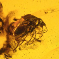 Fossilien-Bernstein Inkluse mit seltenem Käfer Ptilodactylidae